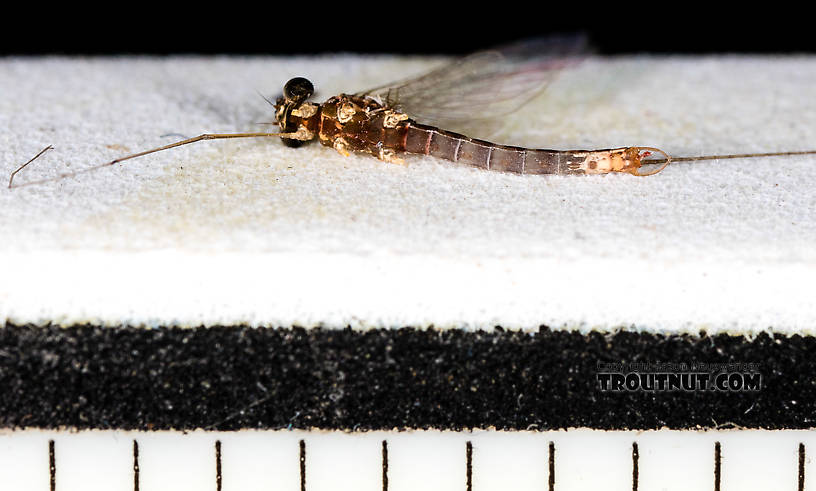 Male Cinygmula (Dark Red Quills) Mayfly Spinner from the South Fork Stillaguamish River in Washington