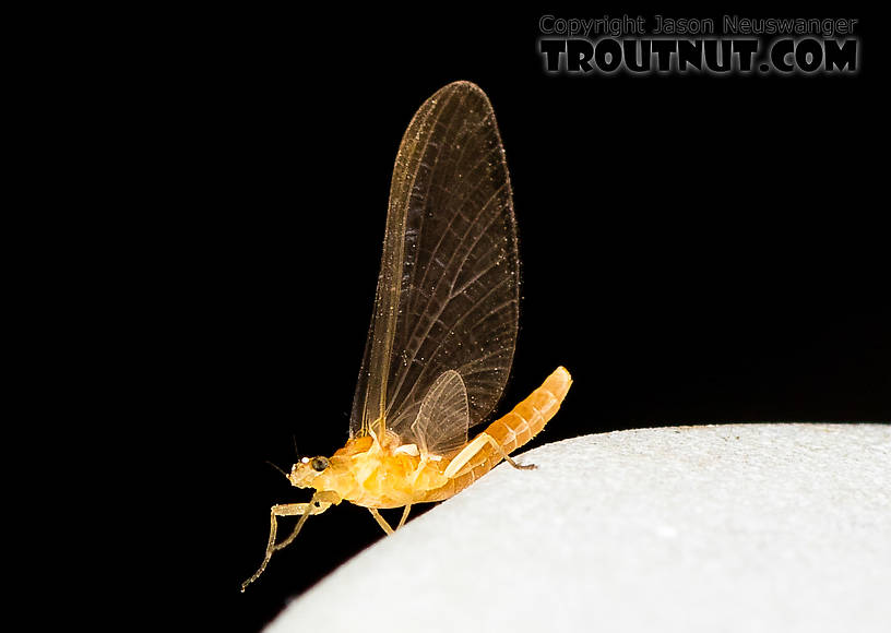 Female Cinygmula (Dark Red Quills) Mayfly Dun from the South Fork Stillaguamish River in Washington