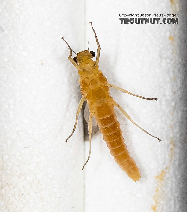 Female Cinygmula (Dark Red Quills) Mayfly Dun from the South Fork Stillaguamish River in Washington