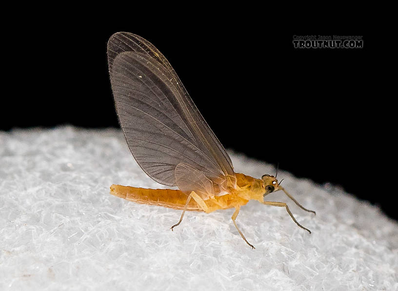 Female Cinygmula (Dark Red Quills) Mayfly Dun from the South Fork Stillaguamish River in Washington