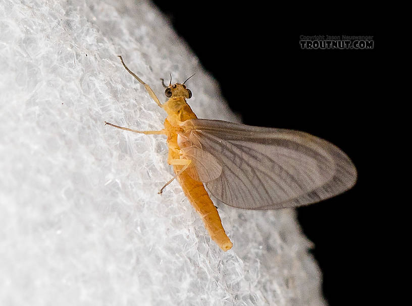 Female Cinygmula (Dark Red Quills) Mayfly Dun from the South Fork Stillaguamish River in Washington