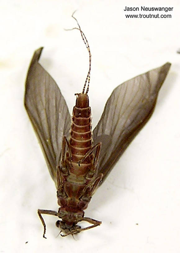 Female Ephemerella subvaria (Hendrickson) Mayfly Dun from the Namekagon River in Wisconsin