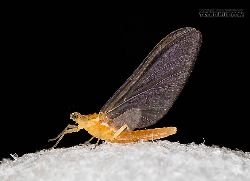 Female Cinygmula (Dark Red Quills) Mayfly Dun from the South Fork Stillaguamish River in Washington