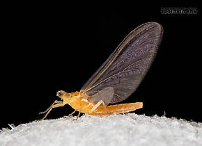 Female Cinygmula (Dark Red Quills) Mayfly Dun