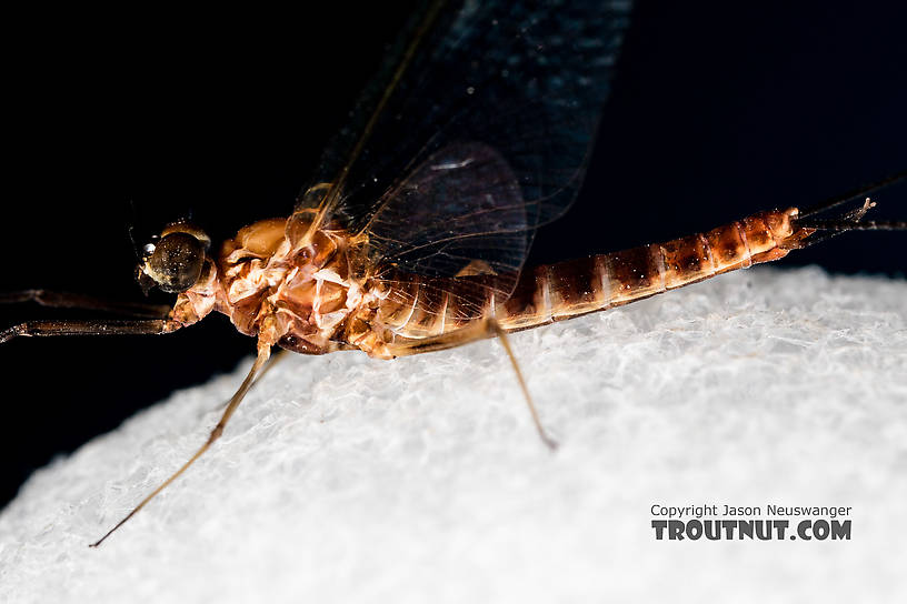 Male Rhithrogena virilis Mayfly Spinner from the South Fork Sauk River in Washington