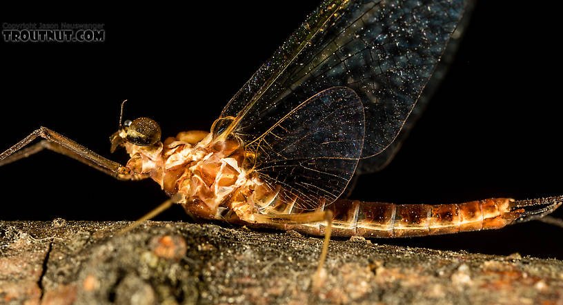 Male Rhithrogena virilis Mayfly Spinner from the South Fork Sauk River in Washington