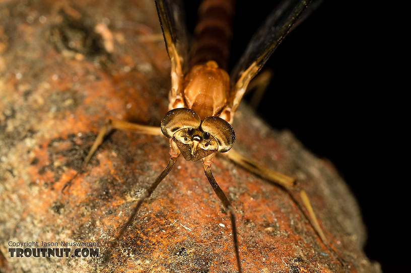 Male Rhithrogena virilis Mayfly Spinner from the South Fork Sauk River in Washington