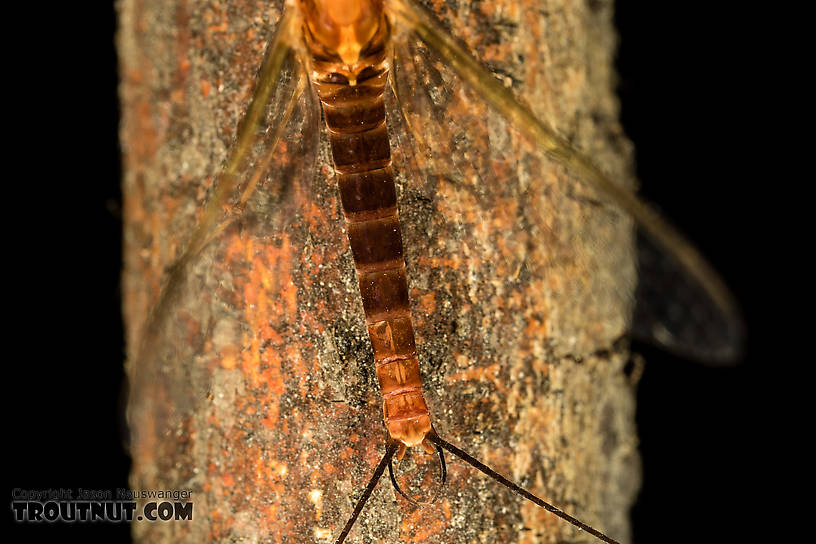 Male Rhithrogena virilis Mayfly Spinner from the South Fork Sauk River in Washington