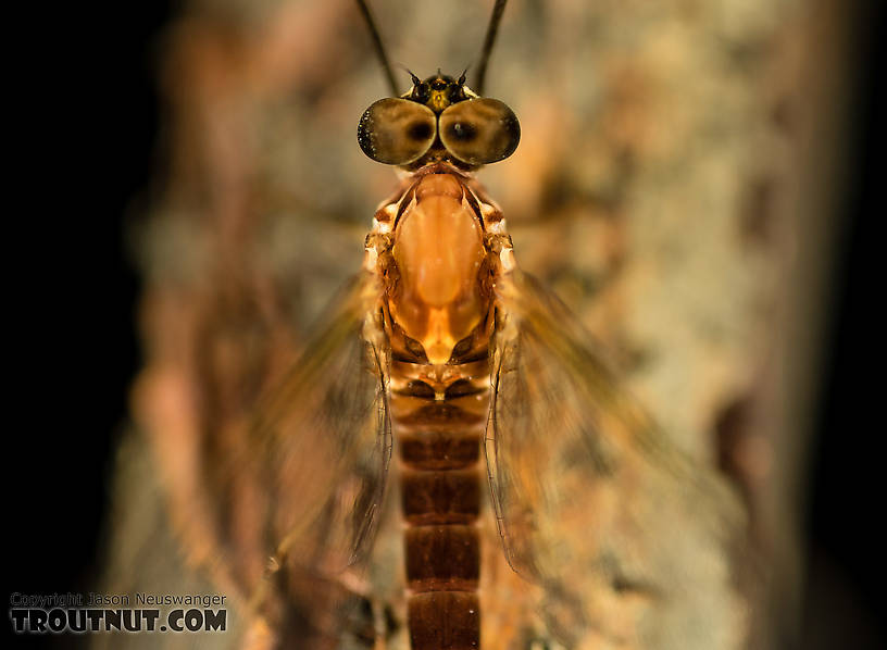 Male Rhithrogena virilis Mayfly Spinner from the South Fork Sauk River in Washington