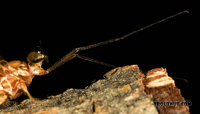 Male Rhithrogena virilis Mayfly Spinner from the South Fork Sauk River in Washington