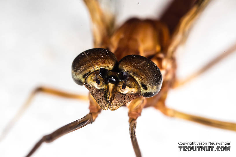 Male Rhithrogena virilis Mayfly Spinner from the South Fork Sauk River in Washington