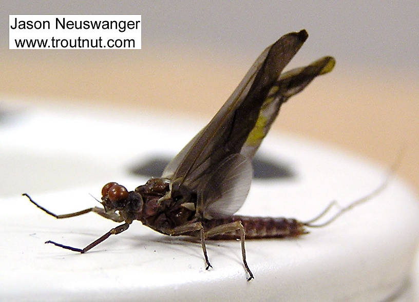 The wings aren't really yellowish; that's just the color they take on when they've been injured.  Male Ephemerella subvaria (Hendrickson) Mayfly Dun from the Namekagon River in Wisconsin