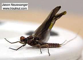 Male Ephemerella subvaria (Hendrickson) Mayfly Dun