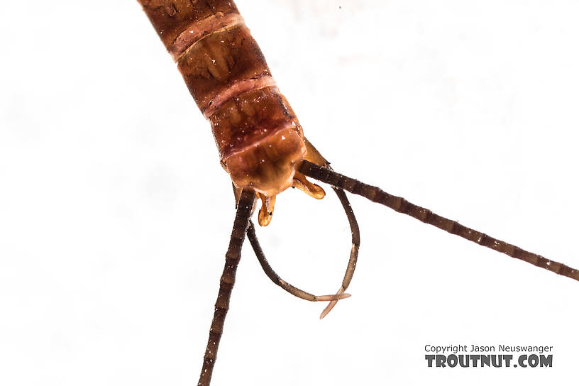 Male Rhithrogena virilis Mayfly Spinner from the South Fork Sauk River in Washington