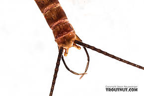 Male Rhithrogena virilis  Mayfly Spinner