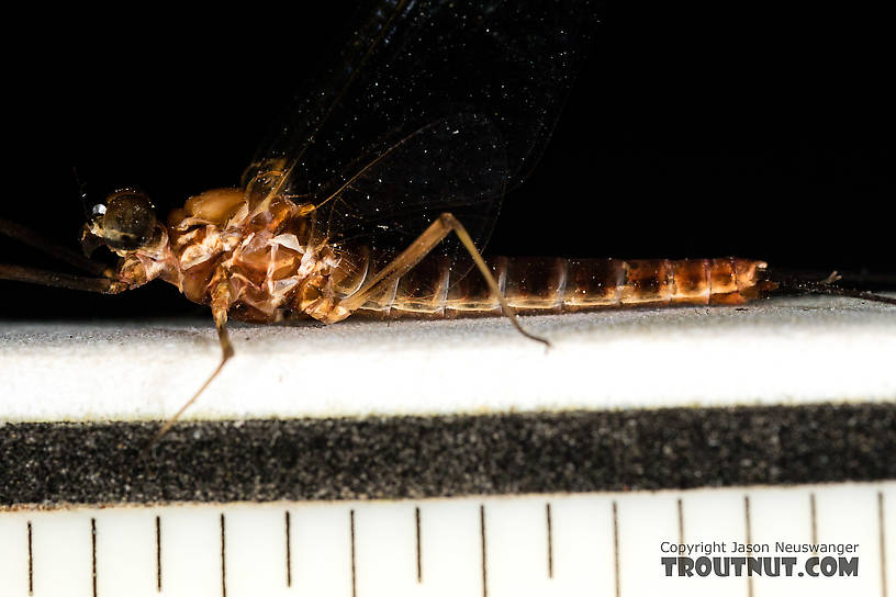 Tick marks are 1/16". The body and front wing were both about 15.5 mm long.  Male Rhithrogena virilis Mayfly Spinner from the South Fork Sauk River in Washington