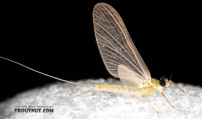 Male Epeorus (Little Maryatts) Mayfly Dun from the South Fork Sauk River in Washington