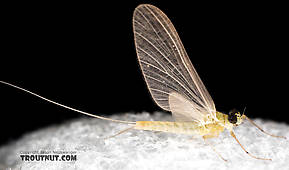 Male Epeorus (Little Maryatts) Mayfly Dun