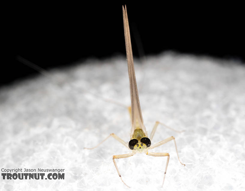 Male Epeorus (Little Maryatts) Mayfly Dun from the South Fork Sauk River in Washington