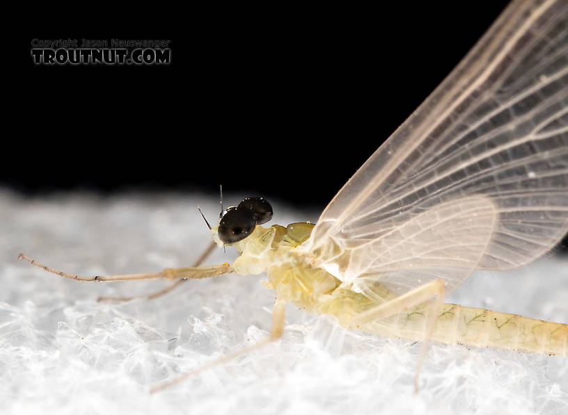 Male Epeorus (Little Maryatts) Mayfly Dun from the South Fork Sauk River in Washington