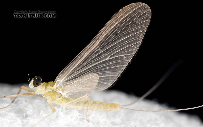 Male Epeorus (Little Maryatts) Mayfly Dun from the South Fork Sauk River in Washington