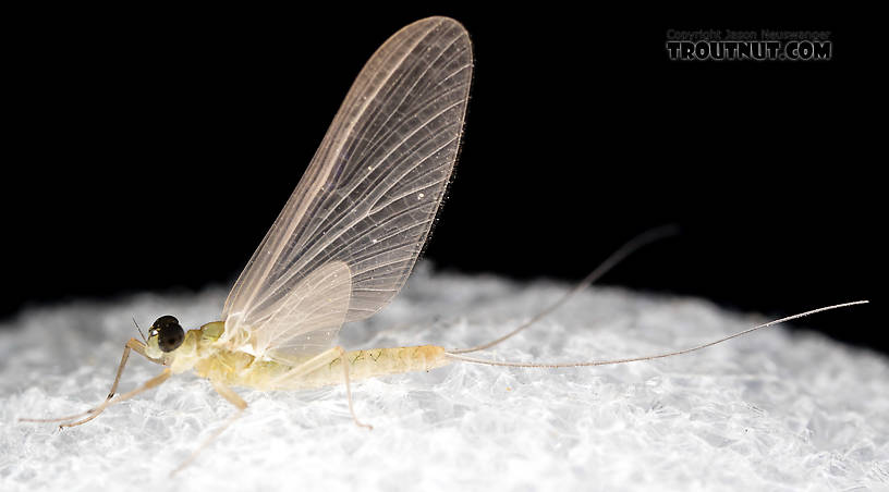 Male Epeorus (Little Maryatts) Mayfly Dun from the South Fork Sauk River in Washington