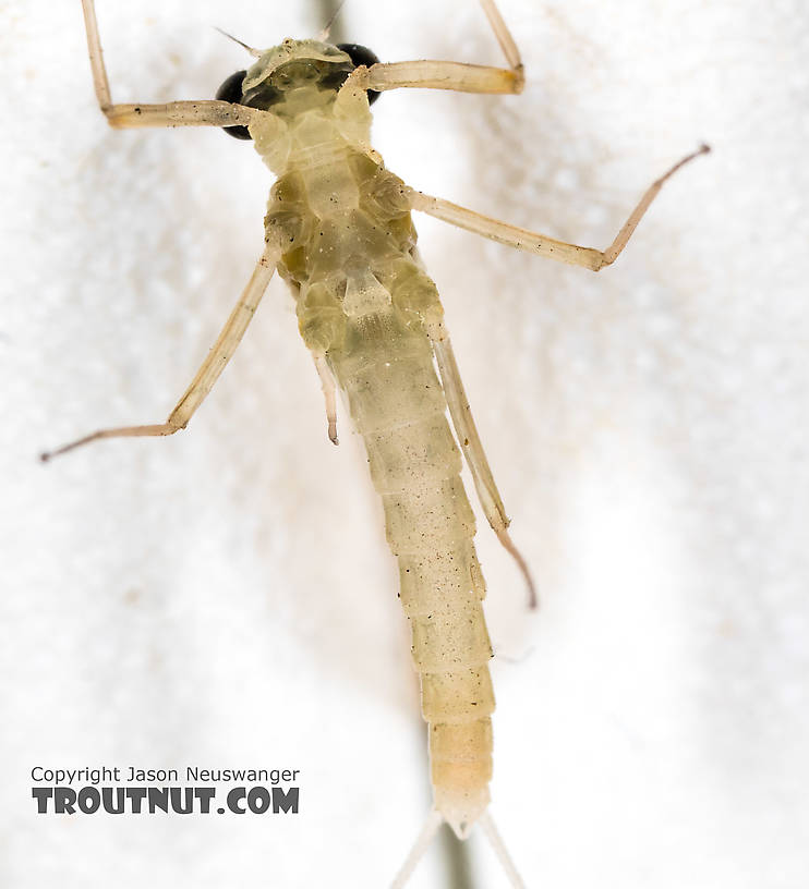 Male Epeorus (Little Maryatts) Mayfly Dun from the South Fork Sauk River in Washington