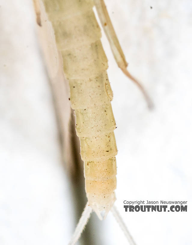 Male Epeorus (Little Maryatts) Mayfly Dun from the South Fork Sauk River in Washington