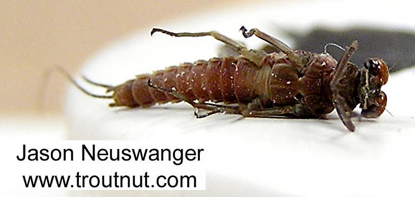 Male Ephemerella subvaria (Hendrickson) Mayfly Dun from the Namekagon River in Wisconsin