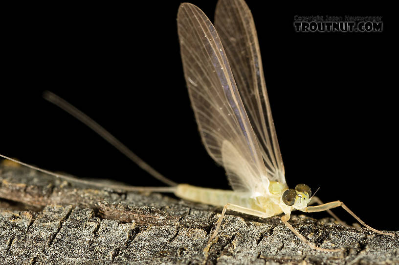 Male Epeorus (Little Maryatts) Mayfly Dun from the South Fork Sauk River in Washington