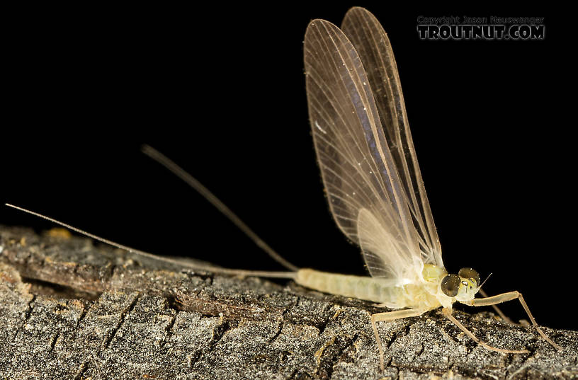 Male Epeorus (Little Maryatts) Mayfly Dun from the South Fork Sauk River in Washington