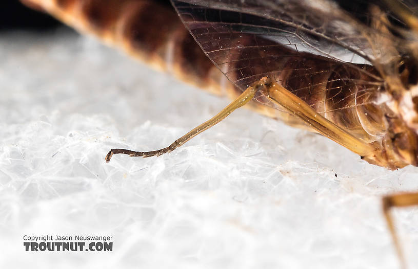 Male Rhithrogena virilis Mayfly Spinner from the South Fork Sauk River in Washington