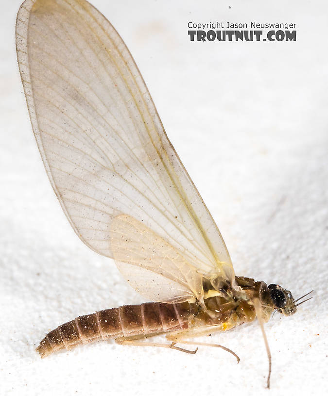 Female Epeorus (Little Maryatts) Mayfly Dun from the South Fork Sauk River in Washington