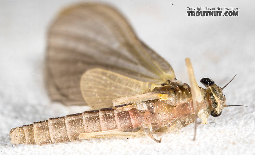 Female Epeorus (Little Maryatts) Mayfly Dun from the South Fork Sauk River in Washington