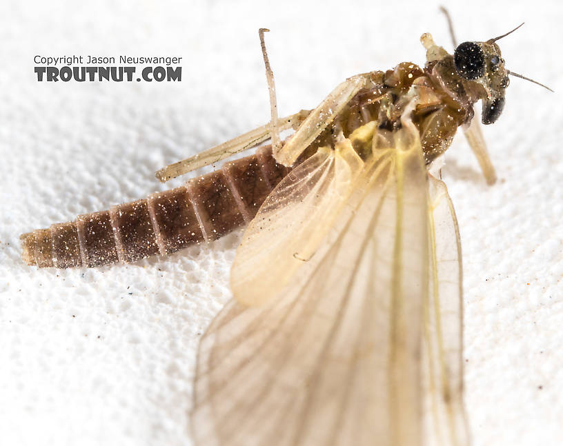 Female Epeorus (Little Maryatts) Mayfly Dun from the South Fork Sauk River in Washington