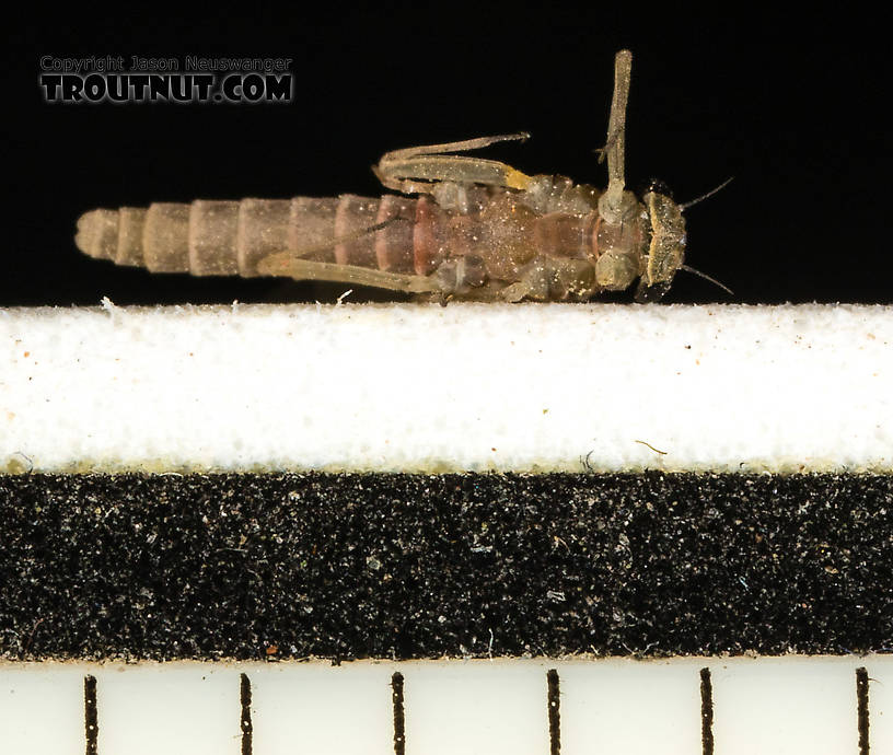 Tick marks are 1/16"  Female Epeorus (Little Maryatts) Mayfly Dun from the South Fork Sauk River in Washington