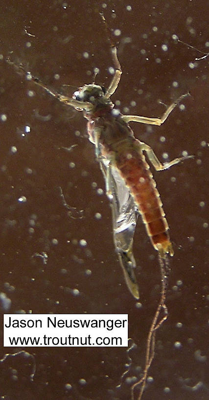 Male Ephemerella subvaria (Hendrickson) Mayfly Dun from the Namekagon River in Wisconsin