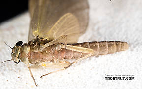 Female Epeorus (Little Maryatts) Mayfly Dun