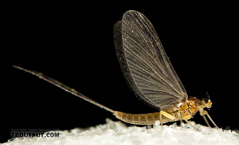 Female Baetidae (Blue-Winged Olives) Mayfly Dun from the North Fork Stillaguamish River in Washington