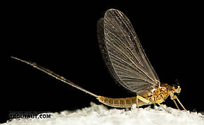 Female Baetidae (Blue-Winged Olives) Mayfly Dun