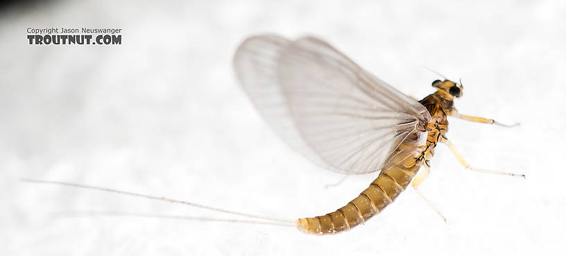 Female Baetidae (Blue-Winged Olives) Mayfly Dun from the North Fork Stillaguamish River in Washington