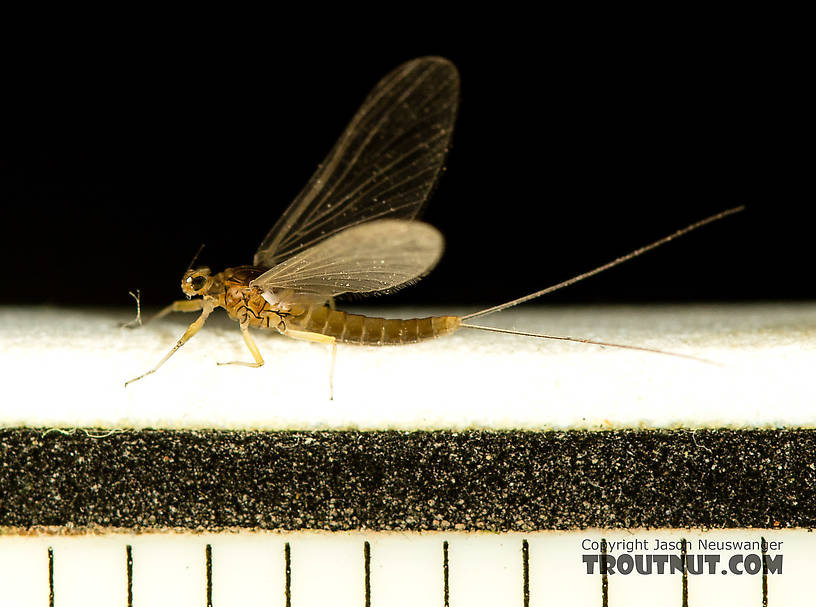 Each ruler mark is 1/16 inch  Female Baetidae (Blue-Winged Olives) Mayfly Dun from the North Fork Stillaguamish River in Washington