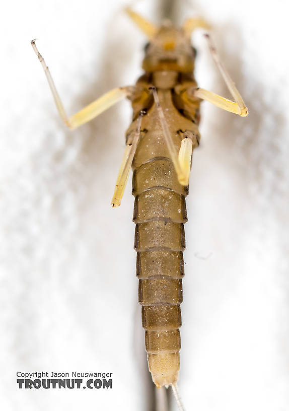 Female Baetidae (Blue-Winged Olives) Mayfly Dun from the North Fork Stillaguamish River in Washington