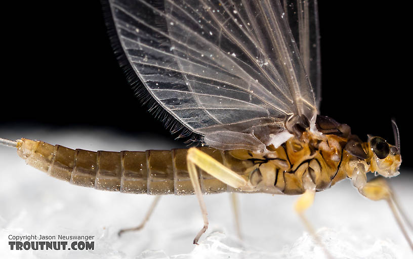 Female Baetidae (Blue-Winged Olives) Mayfly Dun from the North Fork Stillaguamish River in Washington