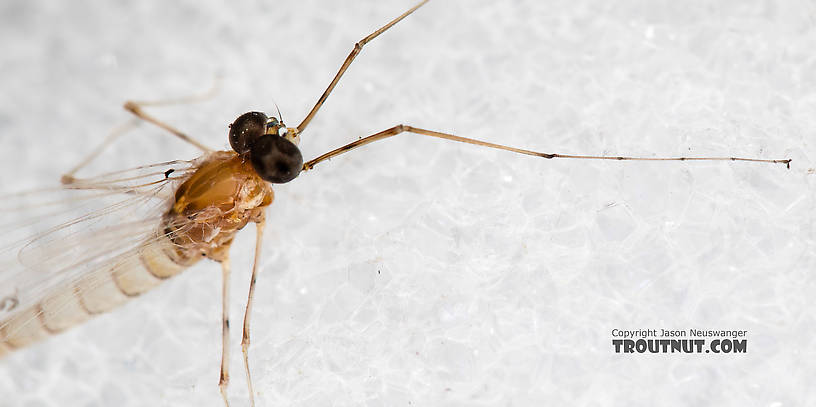 Male Epeorus albertae (Pink Lady) Mayfly Spinner from the North Fork Stillaguamish River in Washington