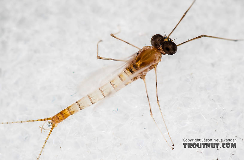 Male Epeorus albertae (Pink Lady) Mayfly Spinner from the North Fork Stillaguamish River in Washington