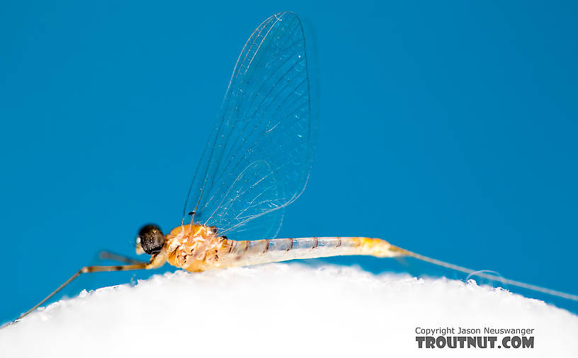 Male Epeorus albertae (Pink Lady) Mayfly Spinner from the North Fork Stillaguamish River in Washington