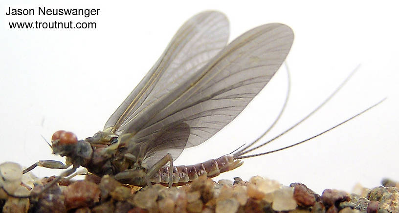 Male Ephemerella subvaria (Hendrickson) Mayfly Dun from the Namekagon River in Wisconsin