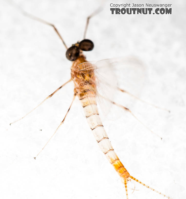 Male Epeorus albertae (Pink Lady) Mayfly Spinner from the North Fork Stillaguamish River in Washington