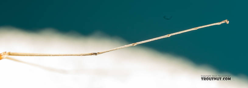 Fore tarsus  Male Epeorus albertae (Pink Lady) Mayfly Spinner from the North Fork Stillaguamish River in Washington